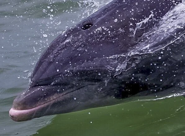 Dolphin 17