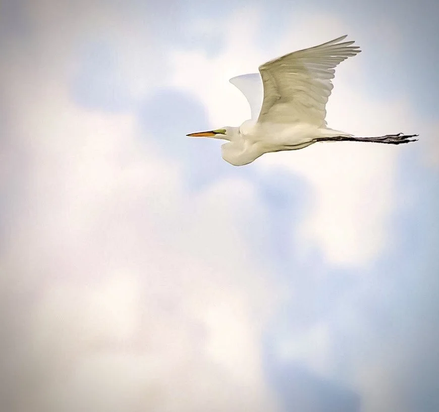 White Egret 18