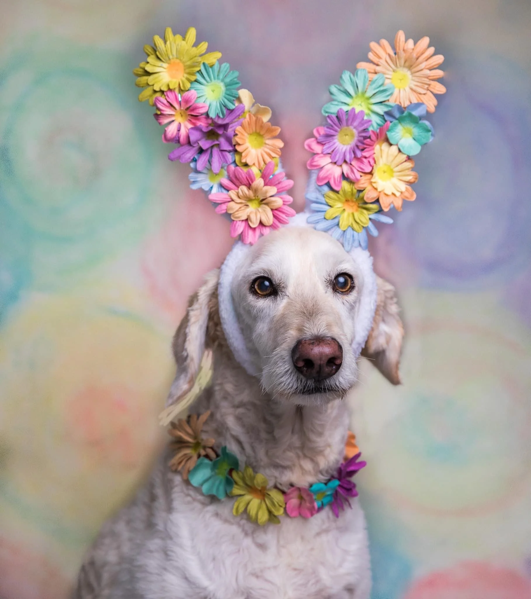 A dog with a white and tan coat wearing a colorful flower crown and necklace, with a pastel rainbow background.