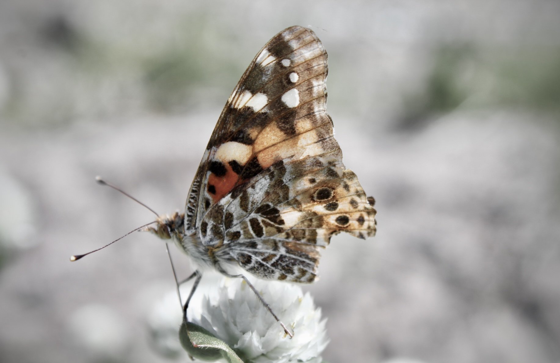 Butterfly 32