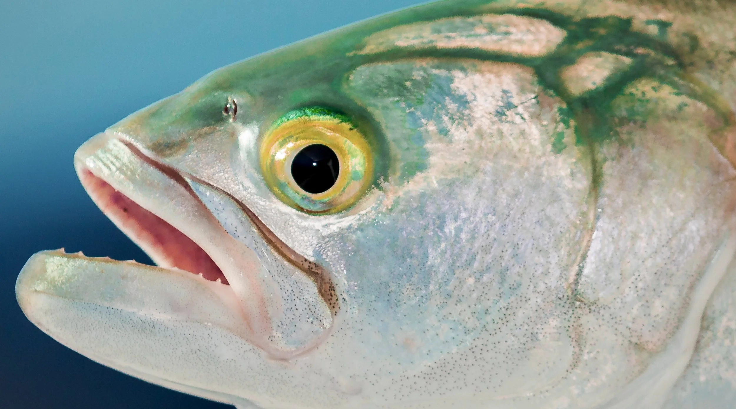Bluefish 12