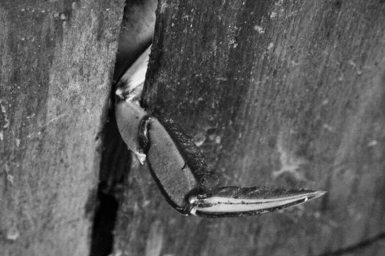 Close-up of a beetle on a wooden surface.