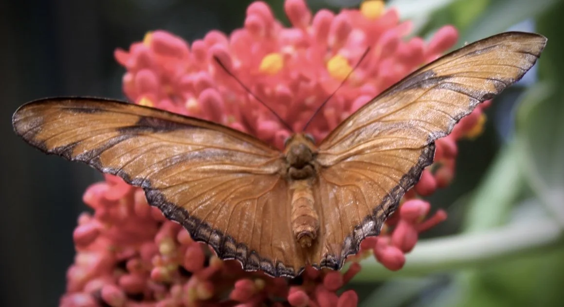 Butterfly 42