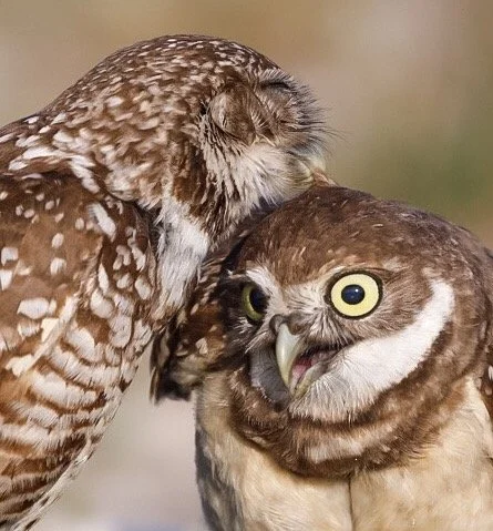 Burrowing Owls 29