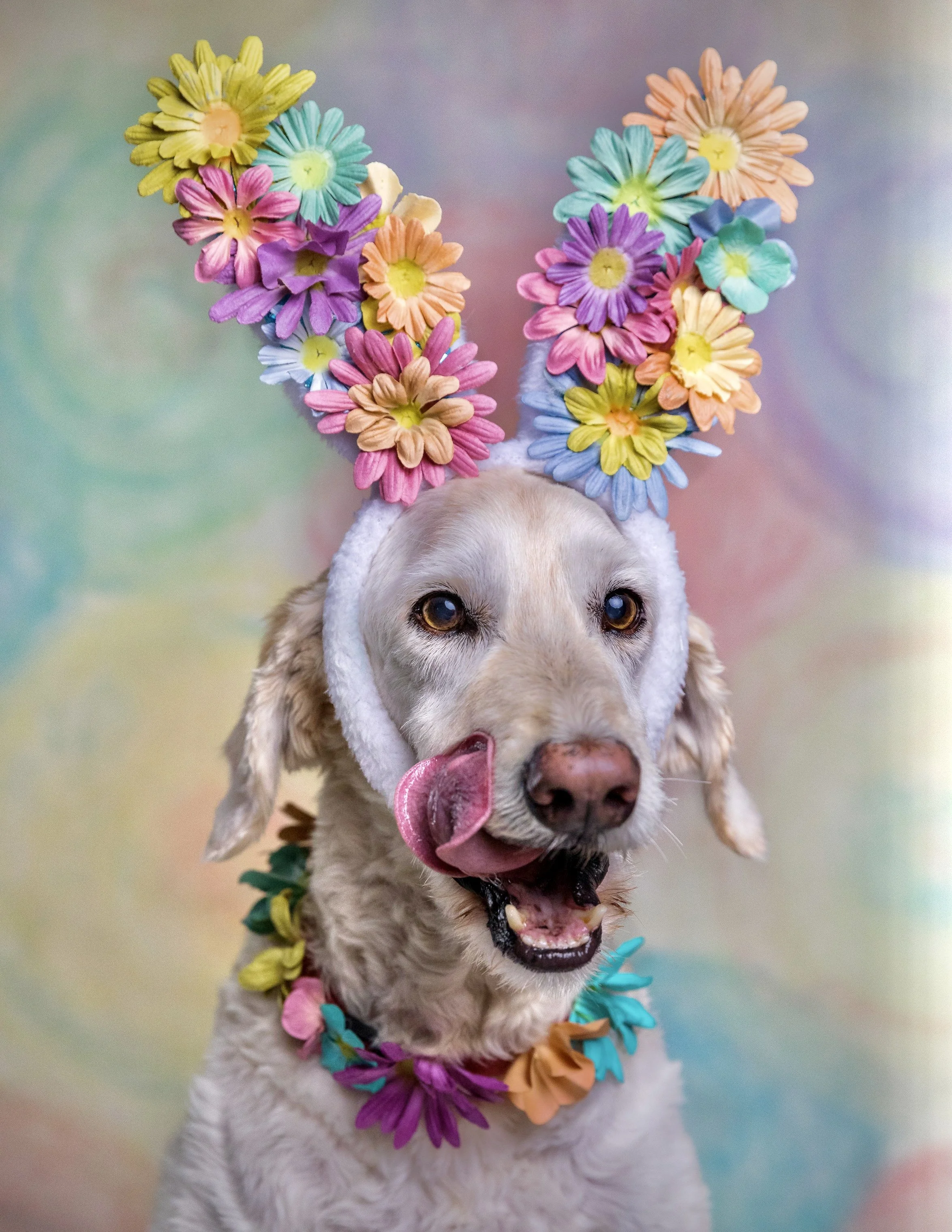 A dog wearing a colorful flower headband and lei, with a rainbow-colored background.