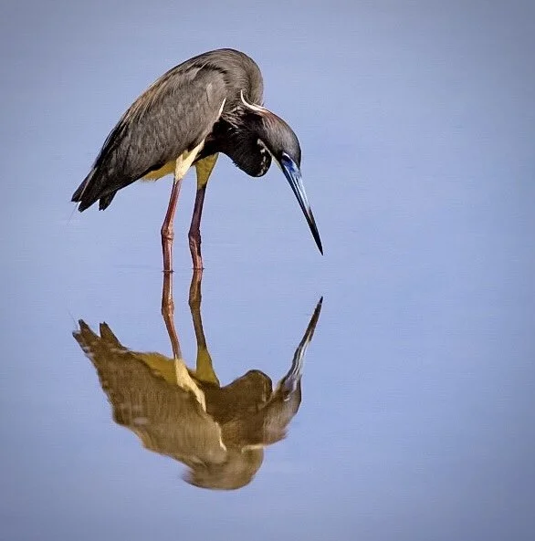 Tricolored Heron 24