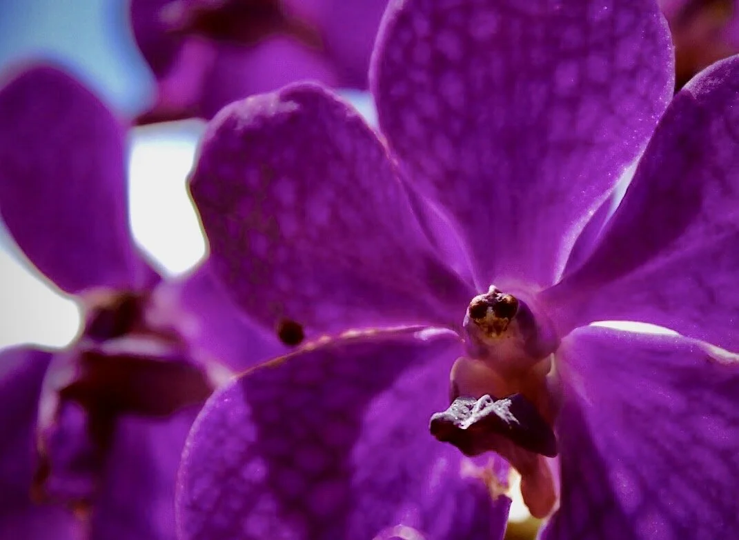 Purple Orchid 12