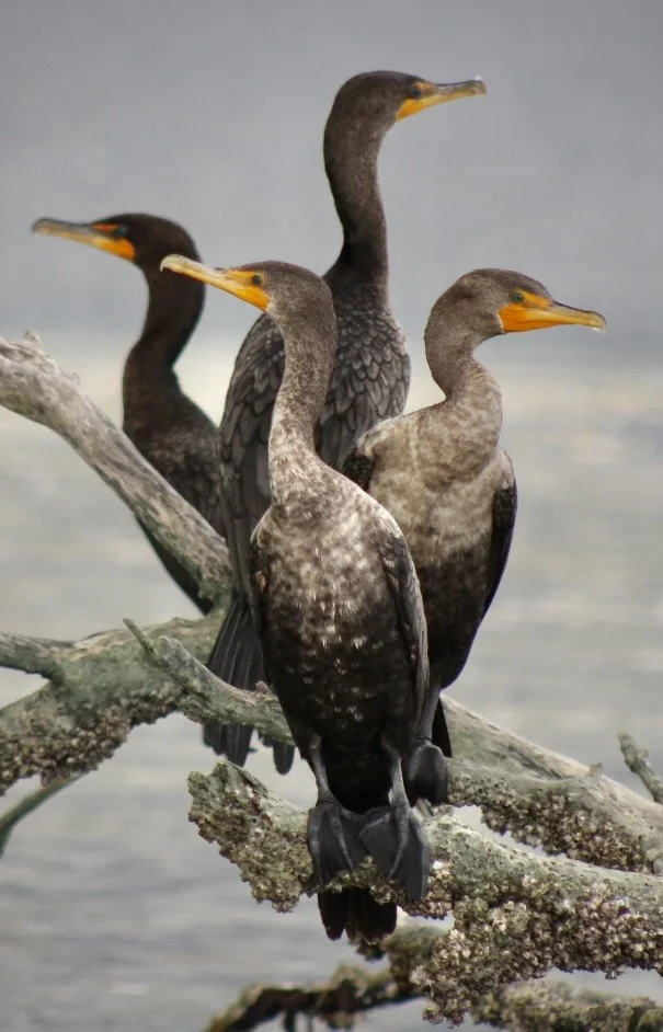 Cormorants 45