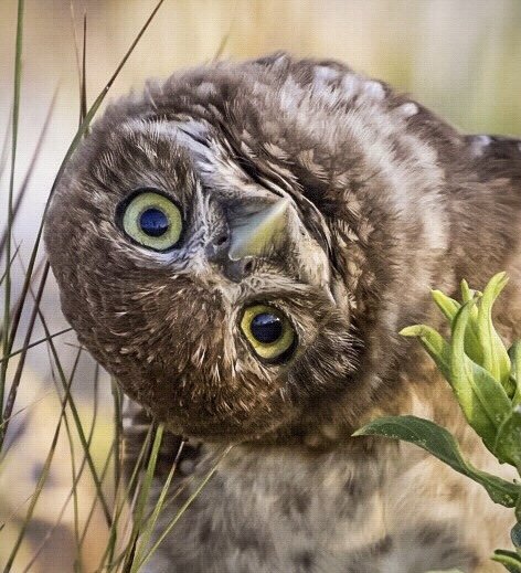 Burrowing Owl 11