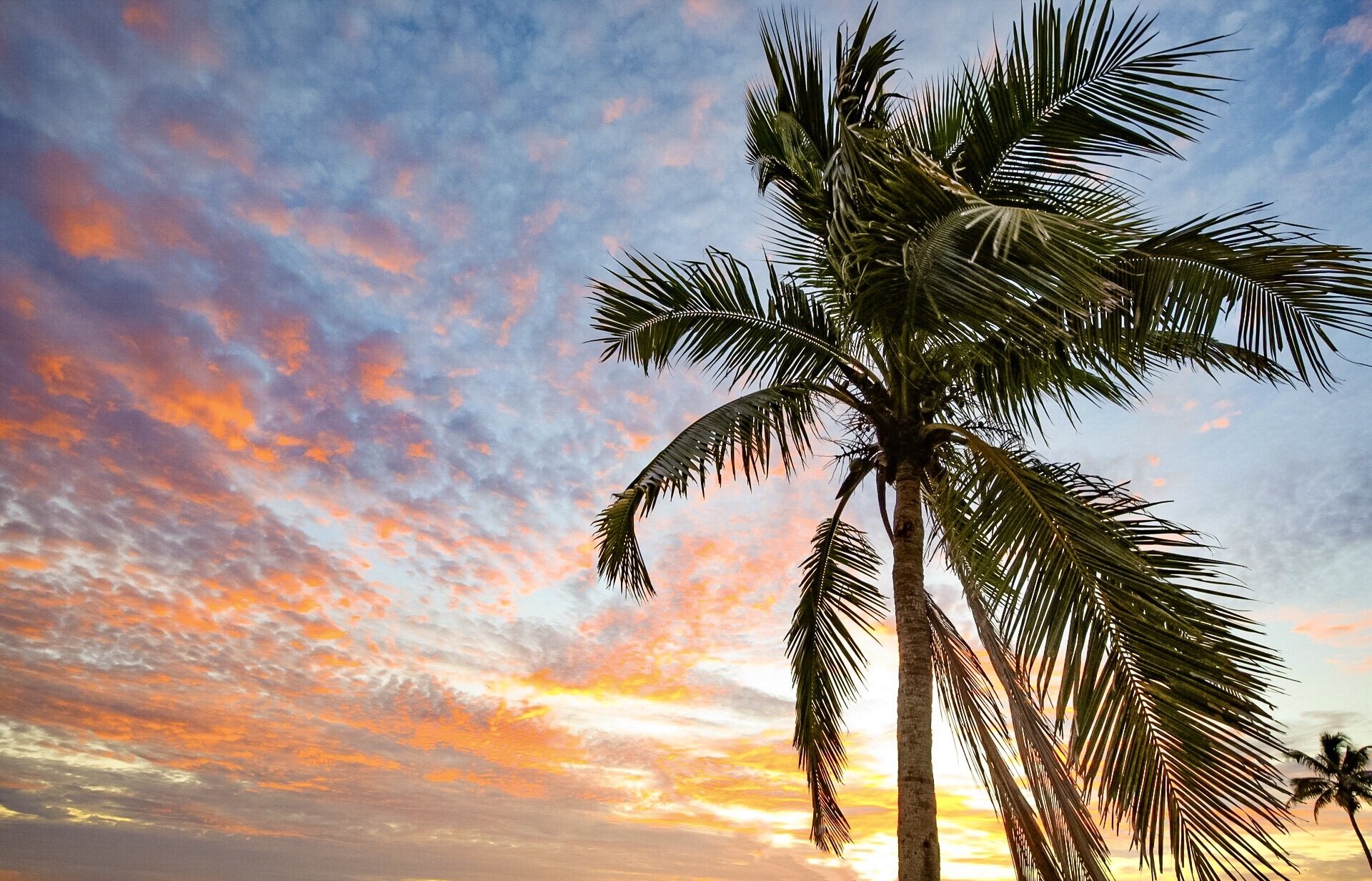 Goodland, FL Palm Tree Sunset 23