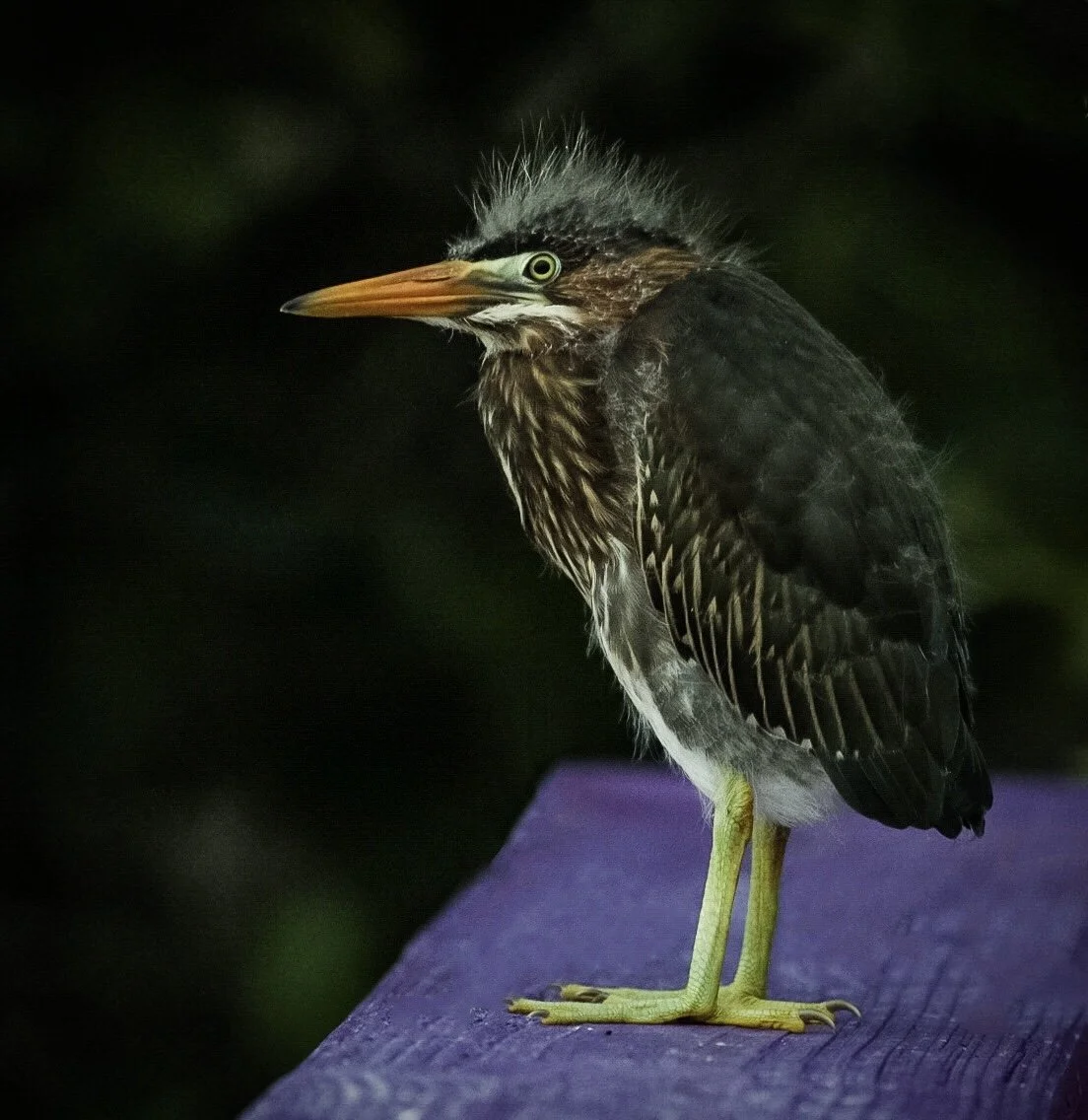 Juvenile Heron 40