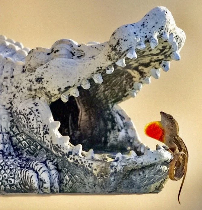 A crocodile with its mouth open, revealing sharp teeth, and a tiny brown lizard with a red-orange circle on its side near the crocodile's open mouth.