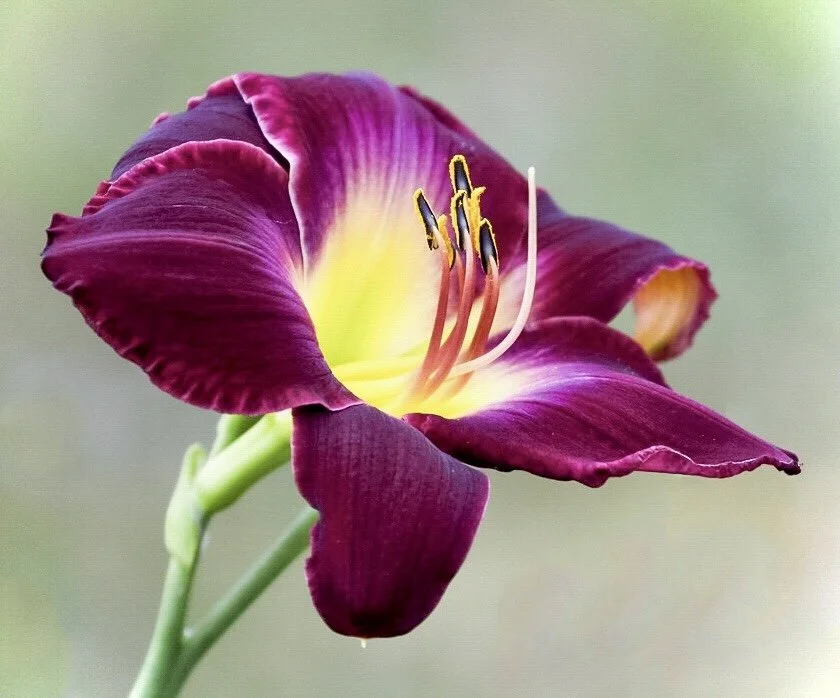 Daylily Flower 11