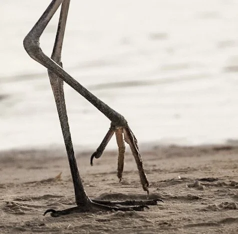 Bird Feet 81