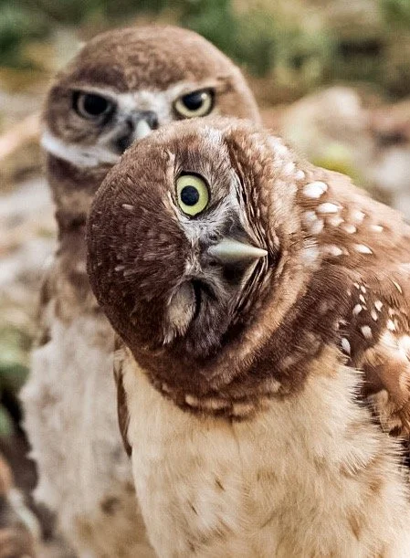 Burrowing Owls 21
