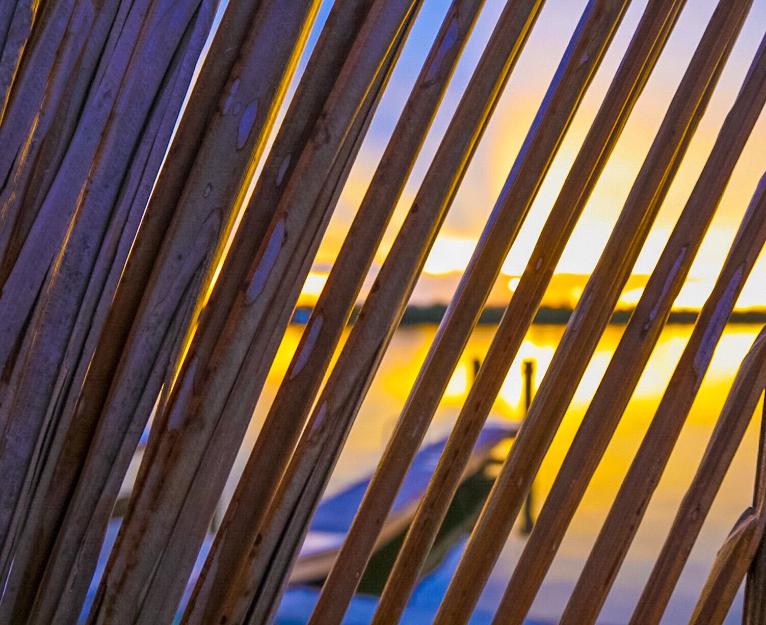 Goodland, FL Palm Tree Sunset 32