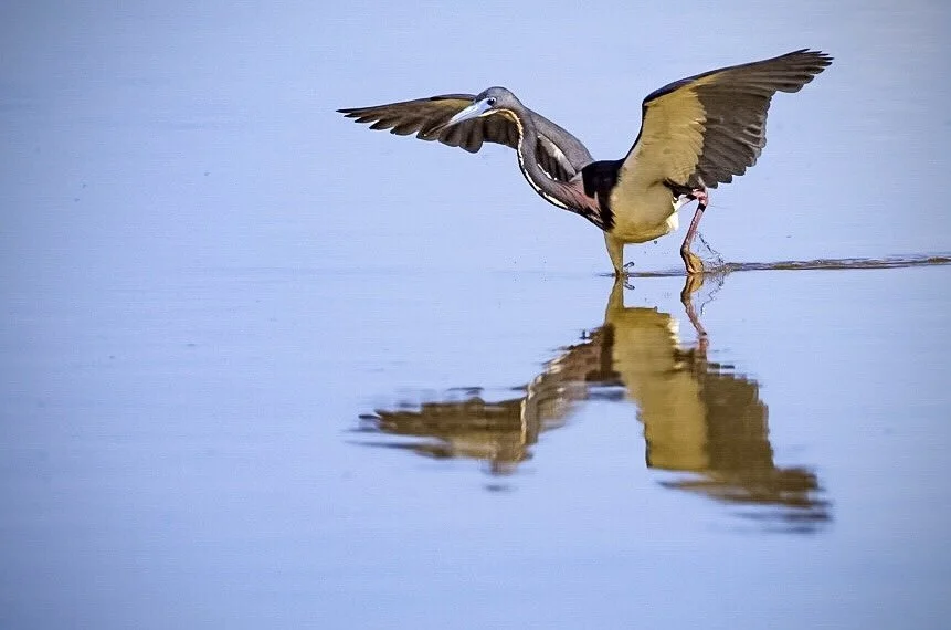 Tricolored Heron 56