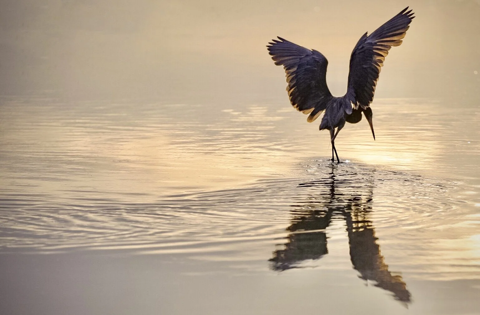 Reddish Egret 19