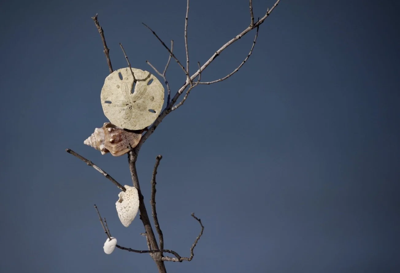 Sand Dollar and Shells 2