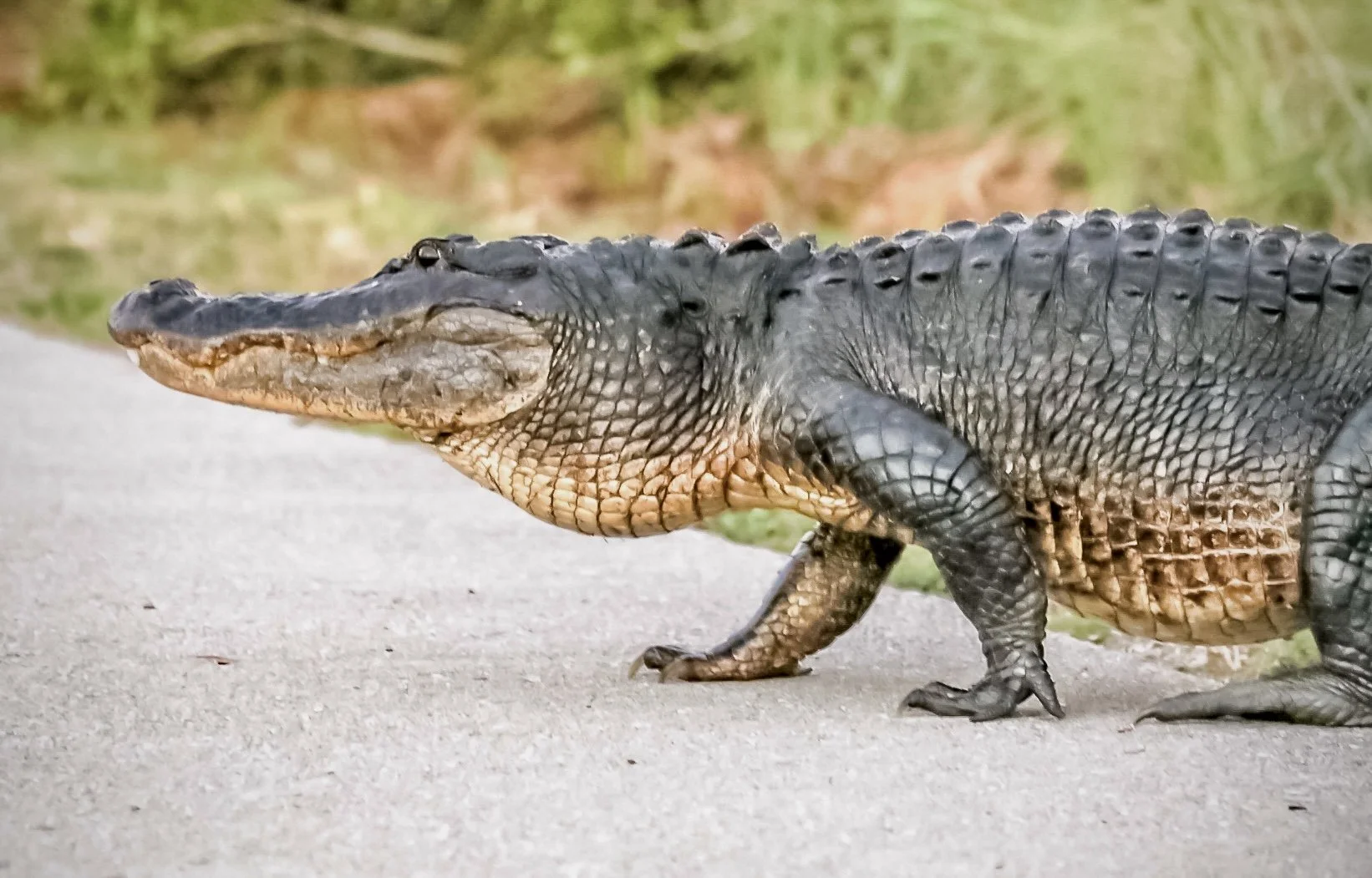 Alligator 47