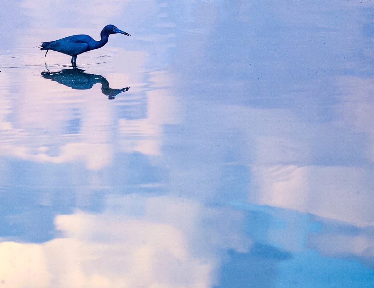 Little Blue Heron 79