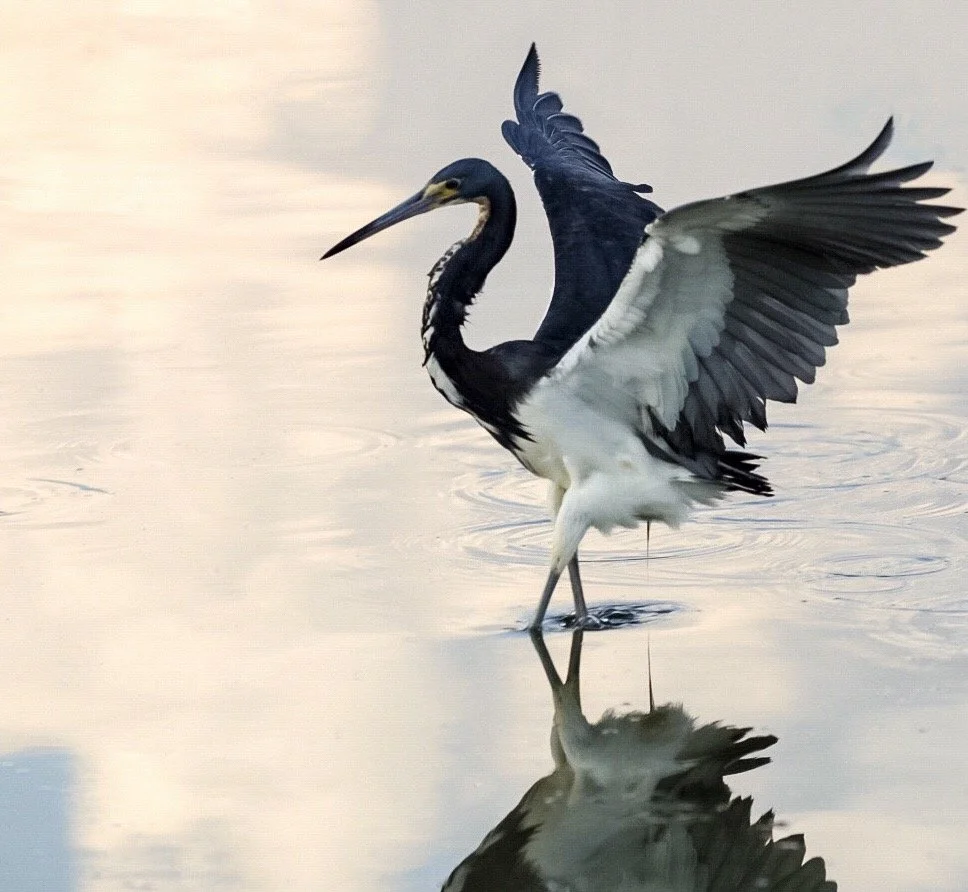 Tricolored Heron 78