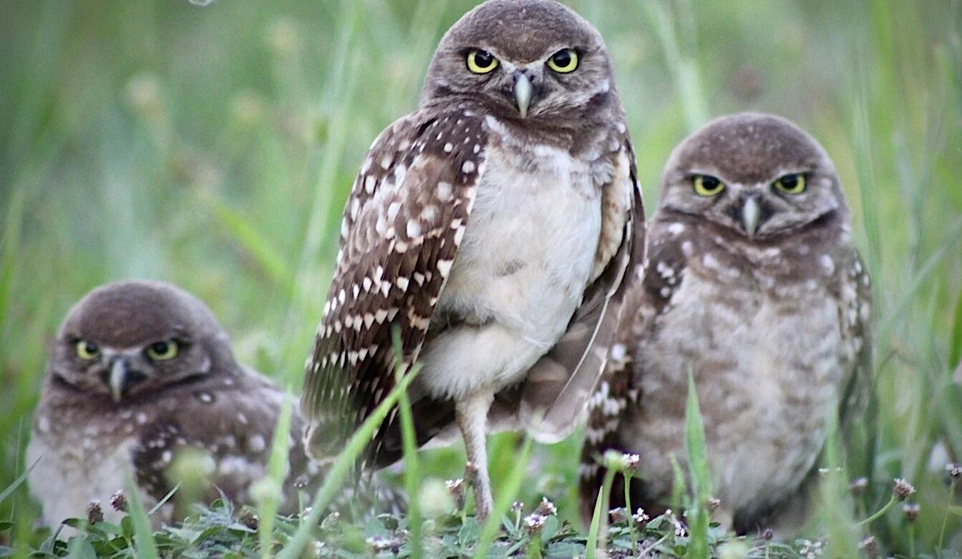 Burrowing Owls 16