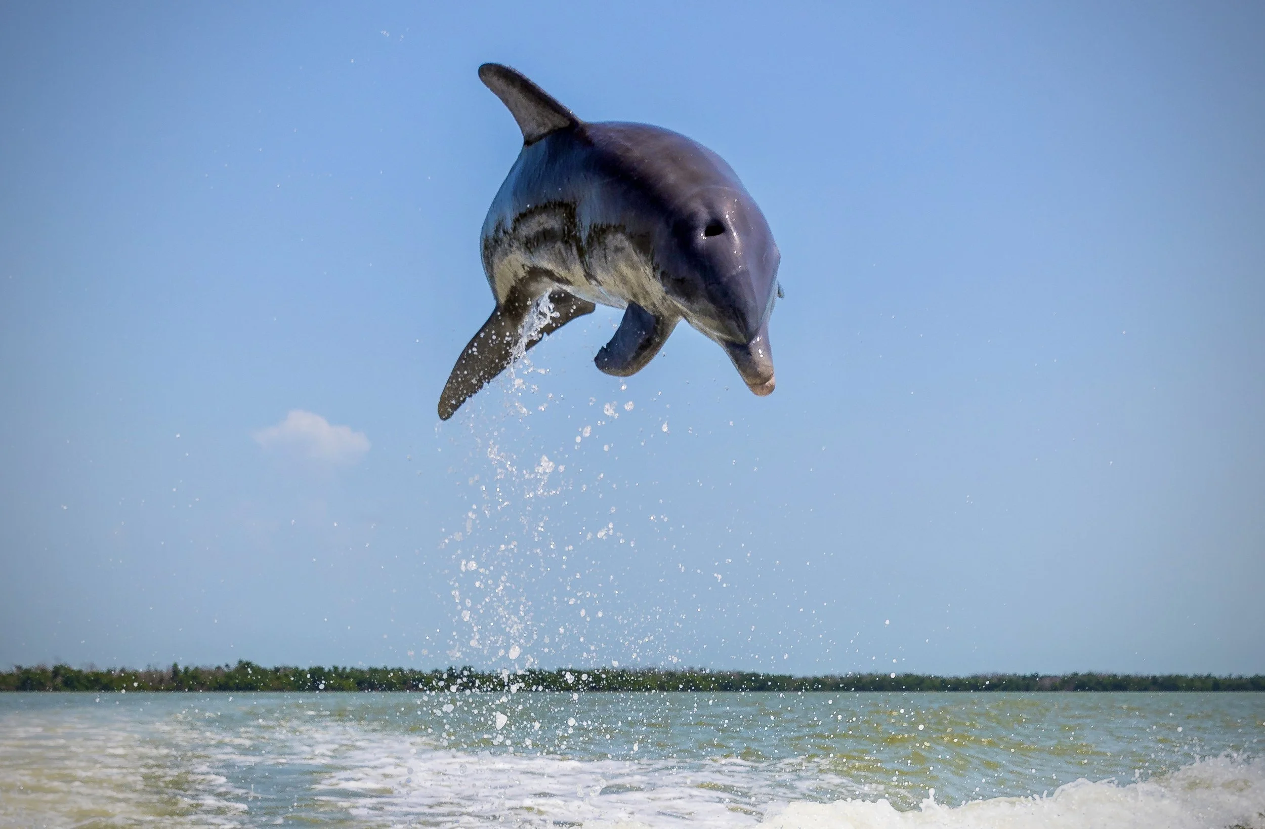 Dolphin 19