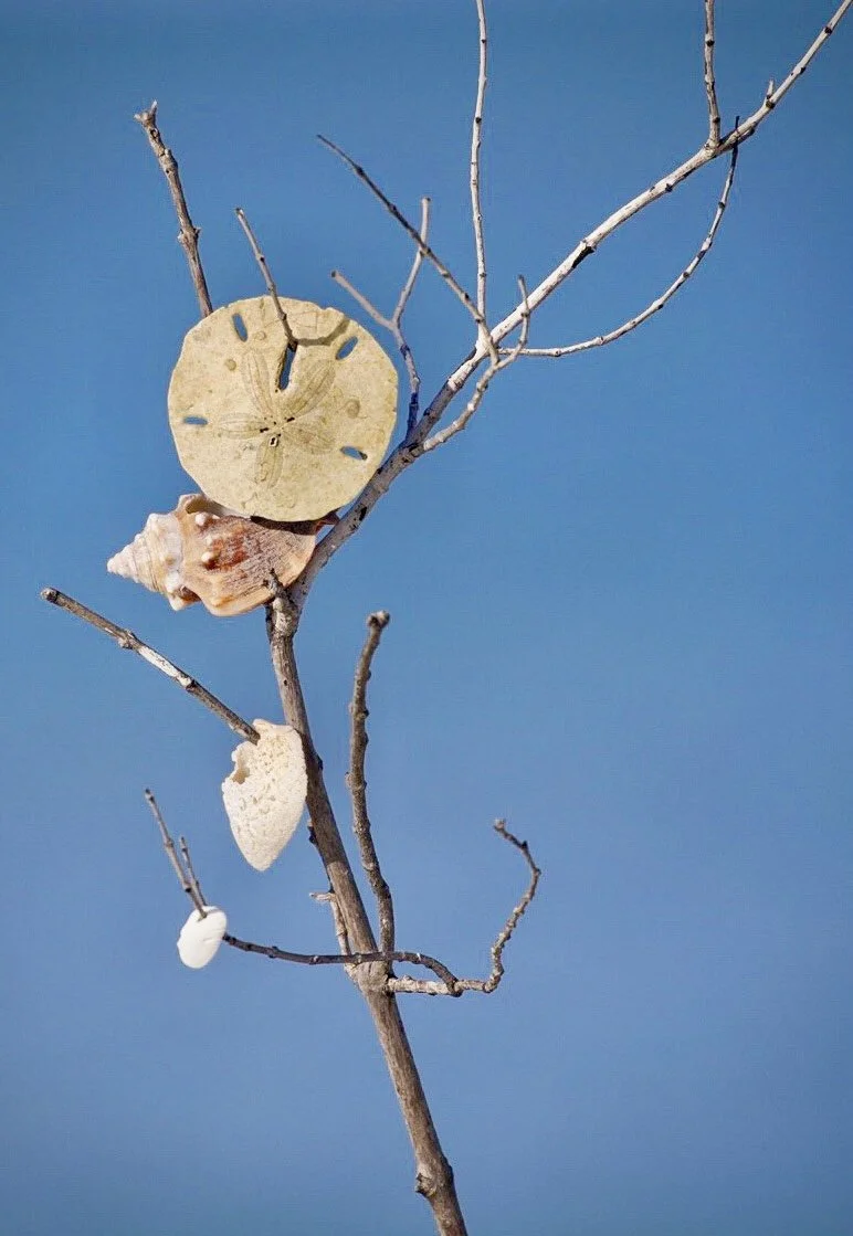 Sand Dollar and Shells 50
