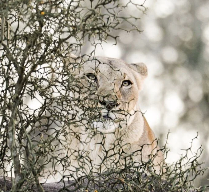 Lion 33