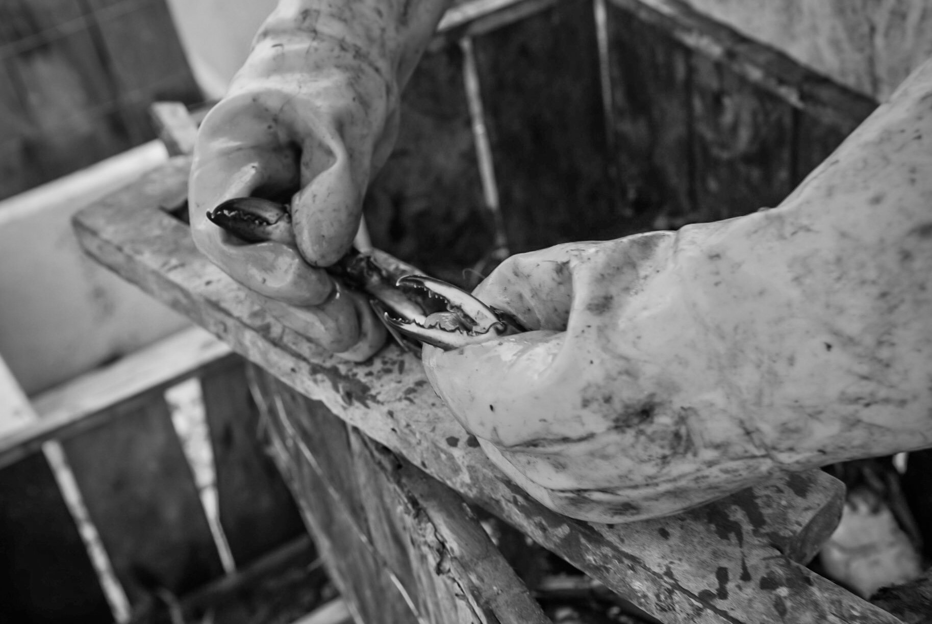 Black and white photo showing a person wearing gloves holding a fish with pliers, over a work surface in a workshop or fishing environment.