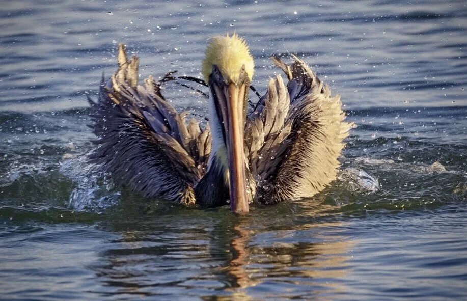Pelican 28