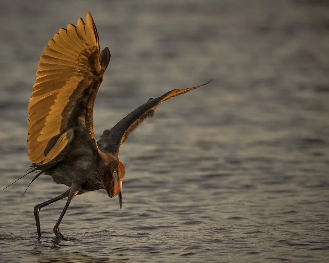 Reddish Egret 30