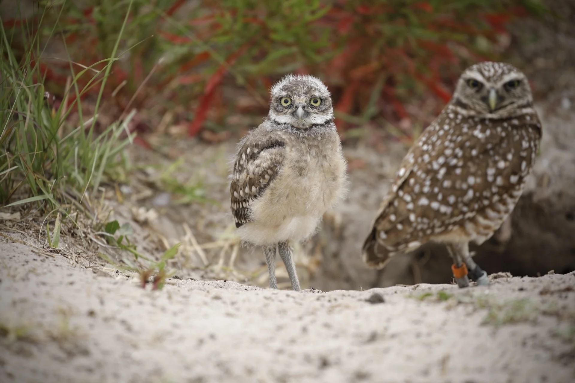 Burrowing Owls 5