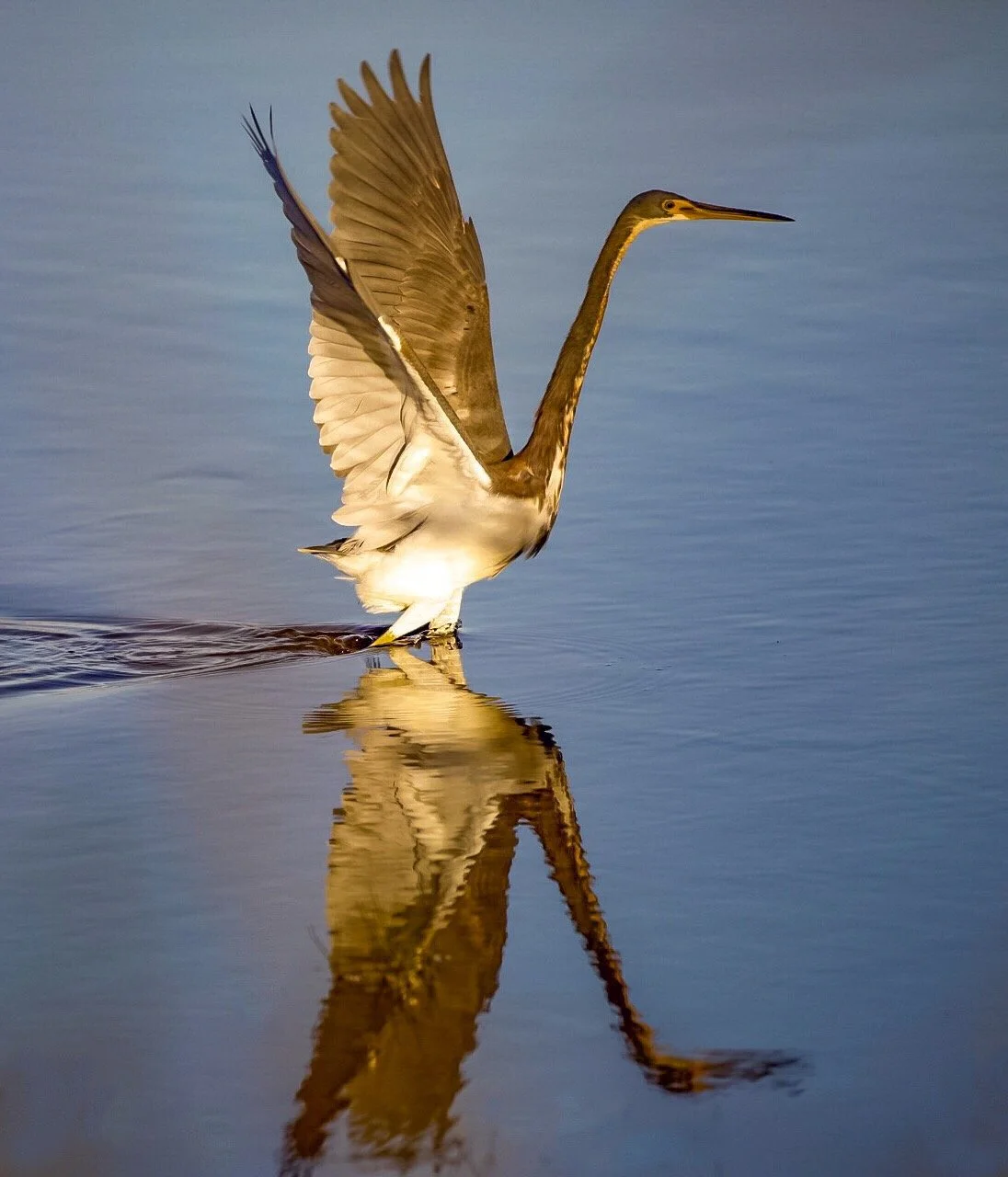Tricolored Heron 70
