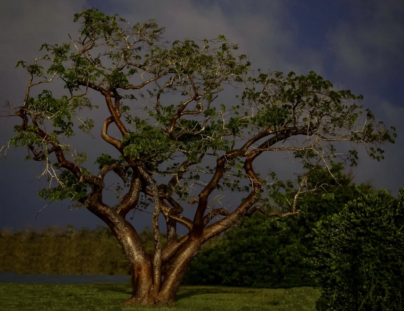 A large, twisted tree with sparse green leaves stands in a grassy area during nighttime, with a dark cloudy sky in the background.
