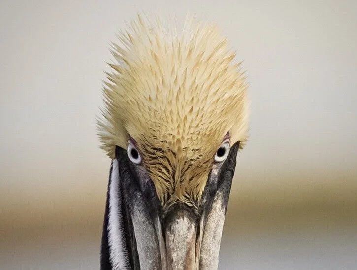 Pelican 11