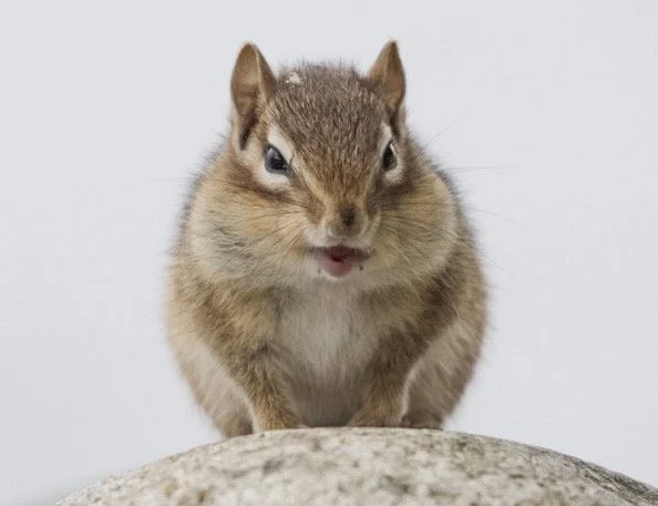 Squirrel 36