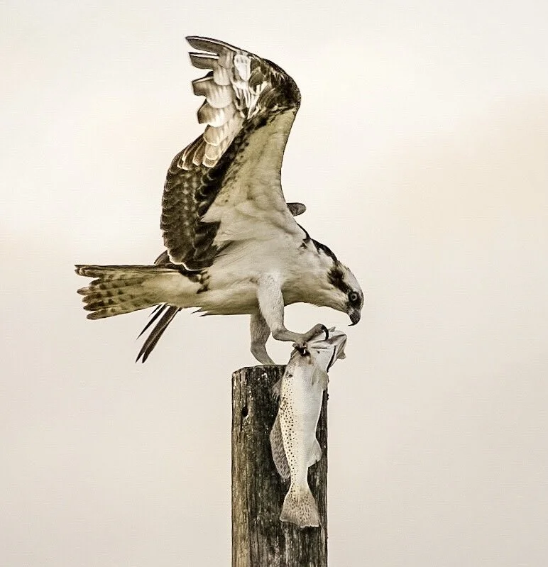 Osprey 53