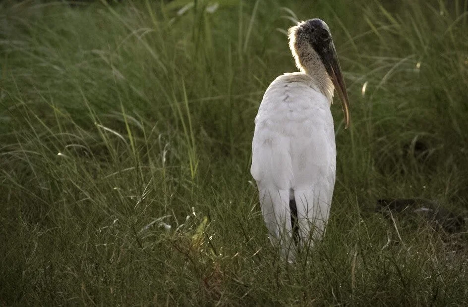 Wood Stork 46