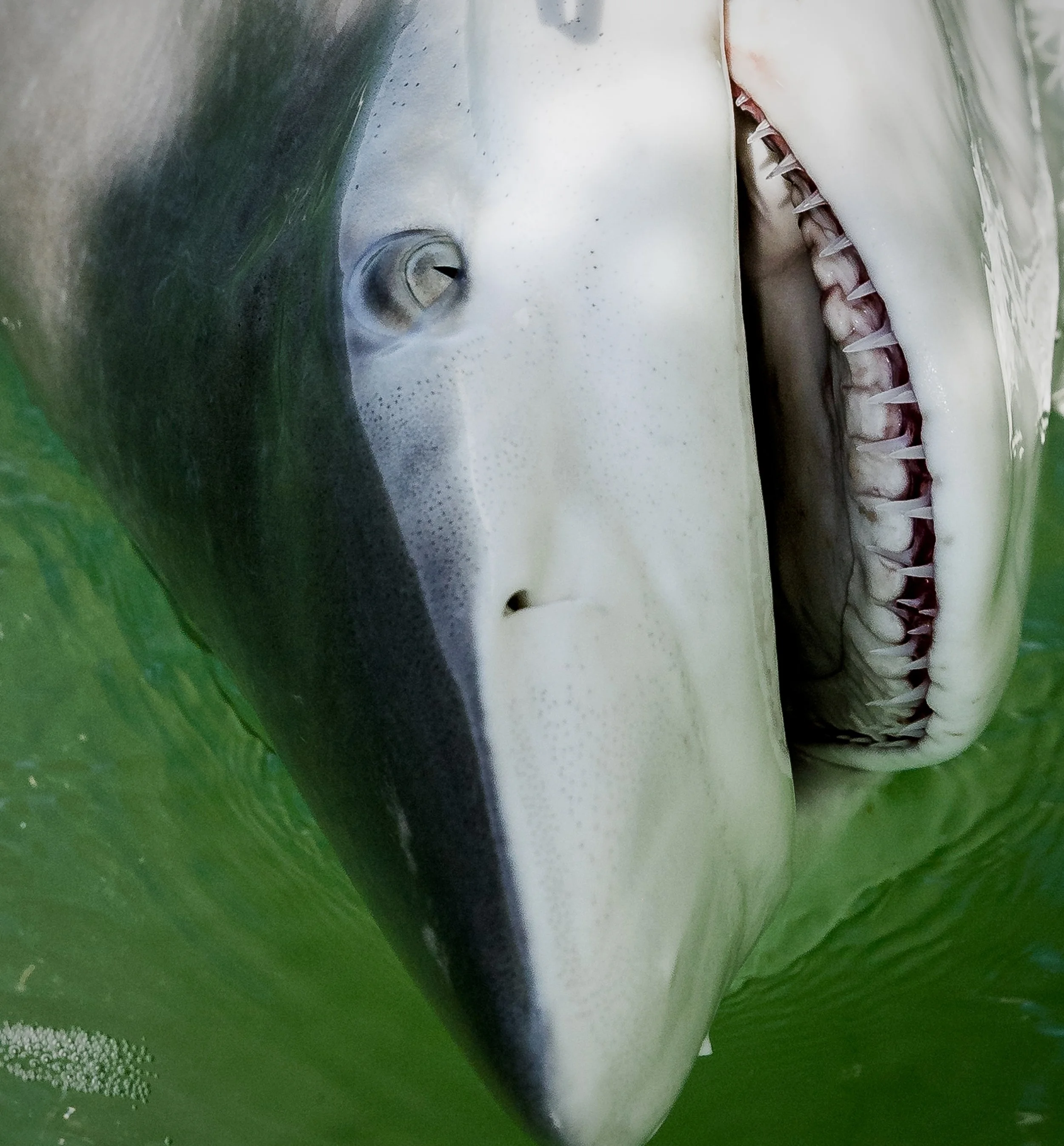 Bull Shark 22