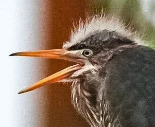 Juvenile Heron 71