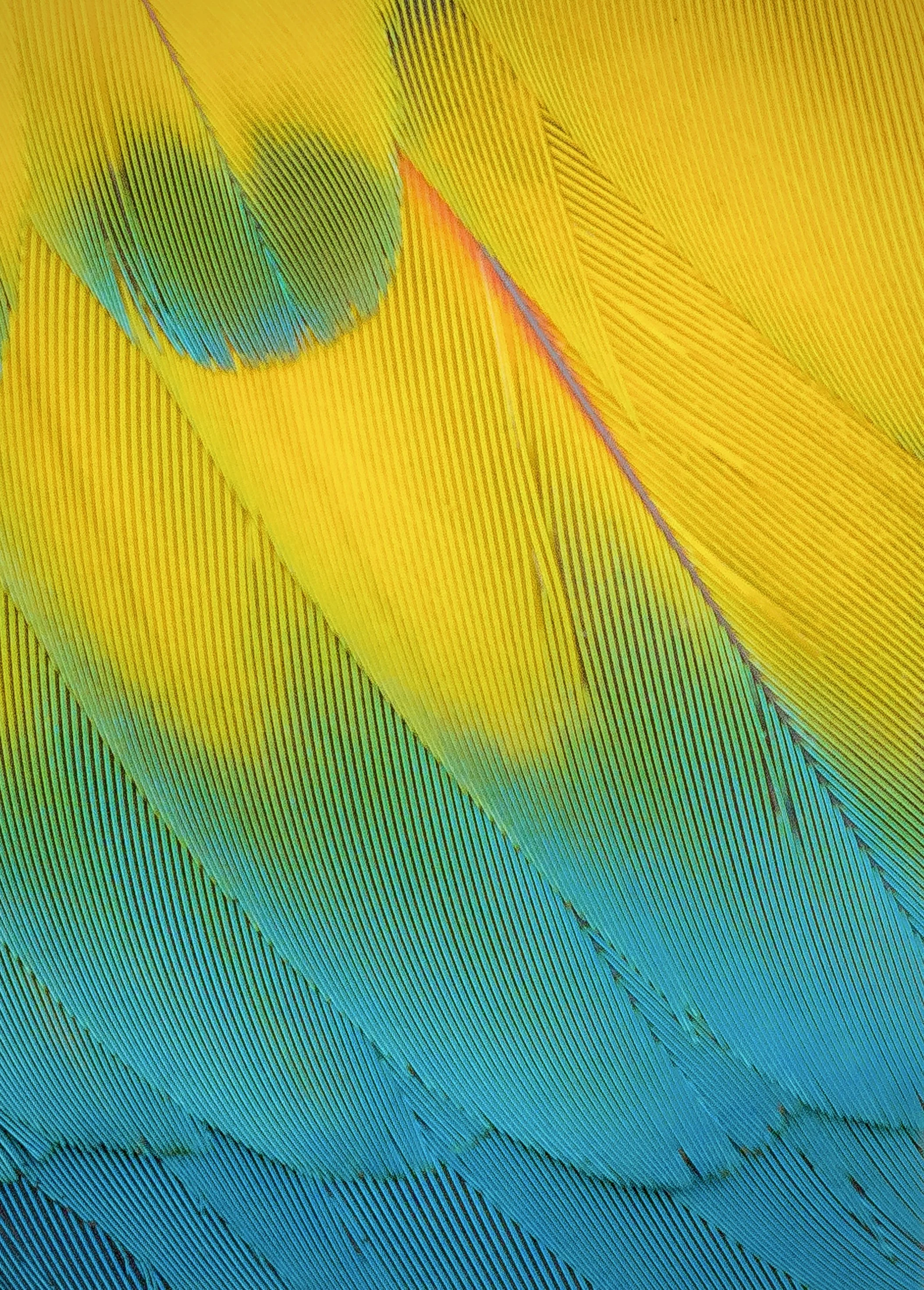 Macaw Feathers 25