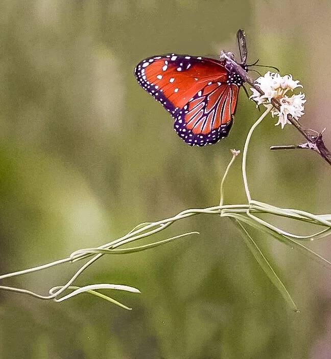 Butterfly 48