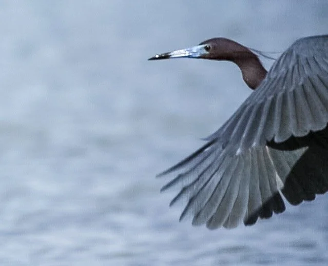 Little Blue Heron 72