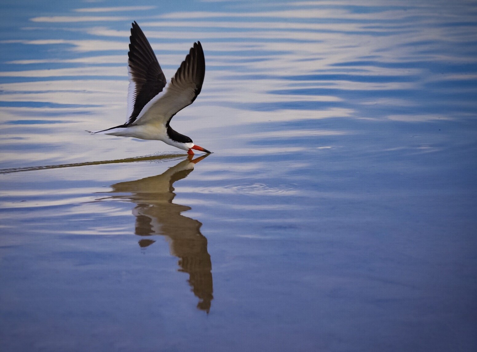 Black Skimmer 2