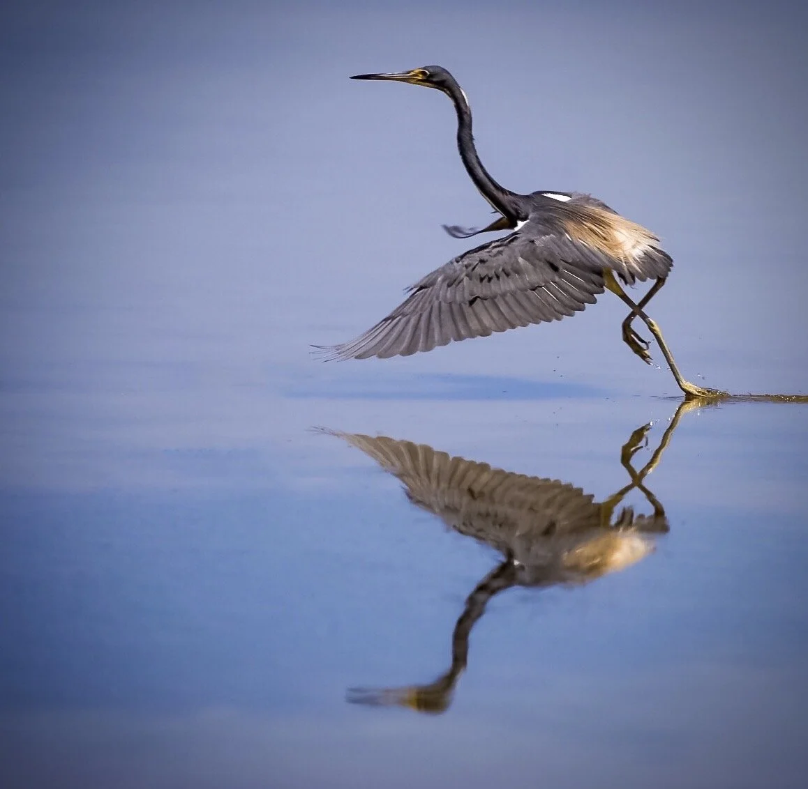 Tricolored Heron 66