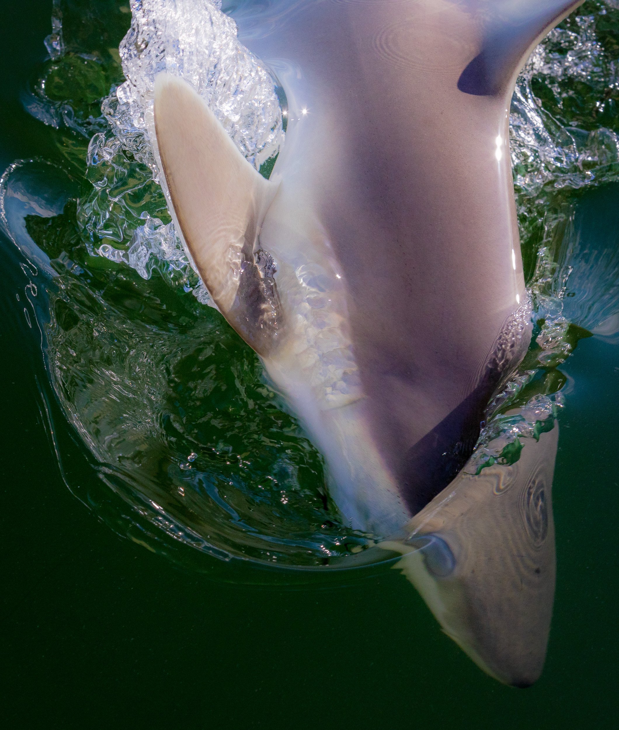Close-up of a splash of water and a part of a whale's body in the ocean.