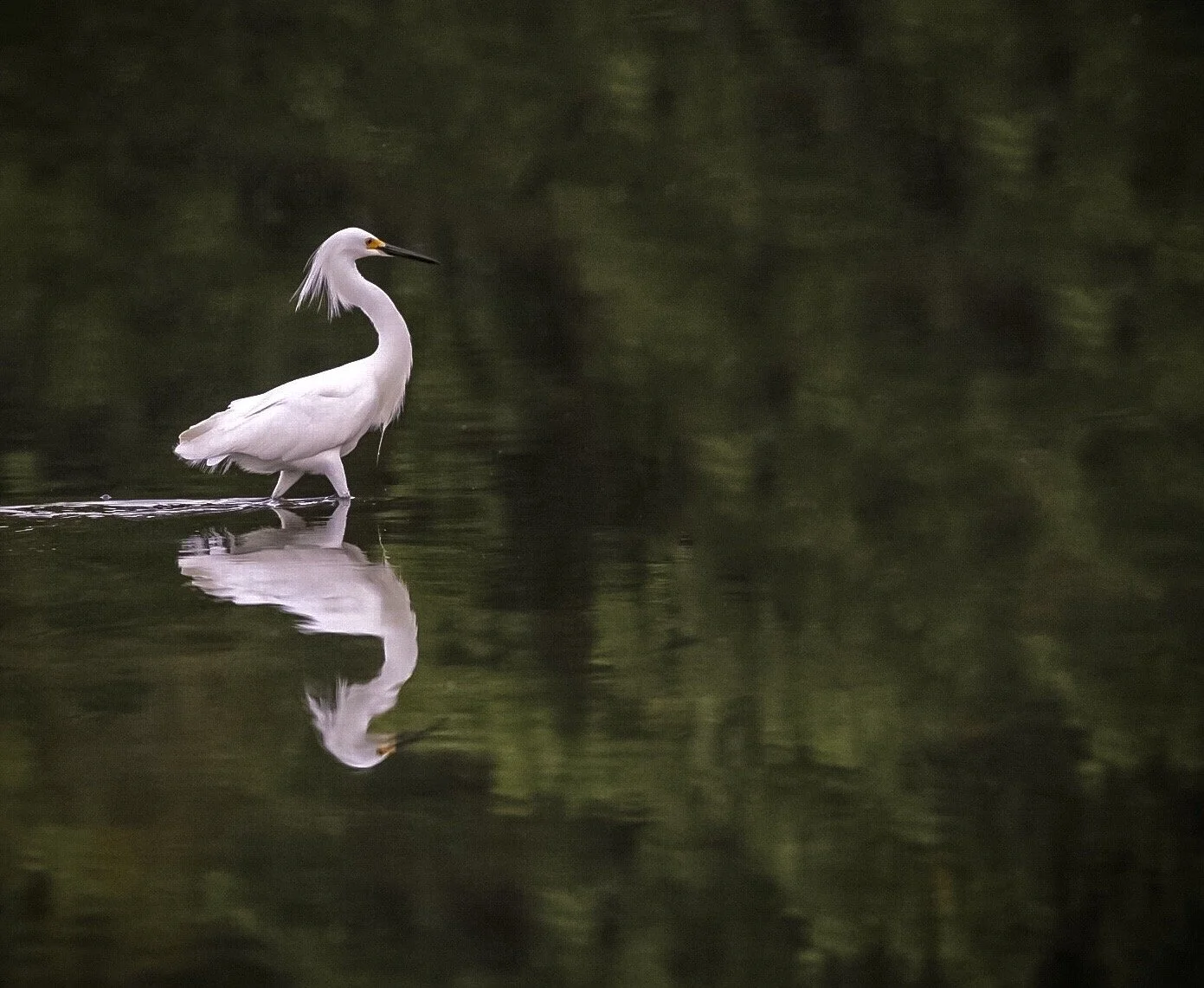 White Egret 68