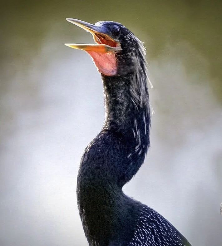 Anhinga 42